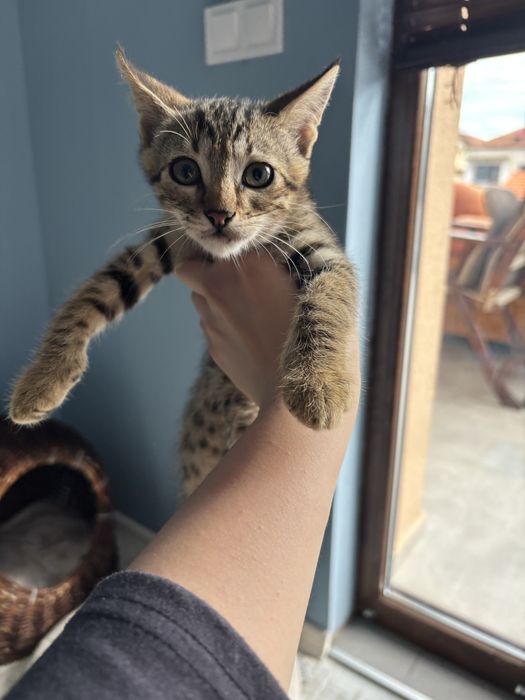 Подарявам котенца