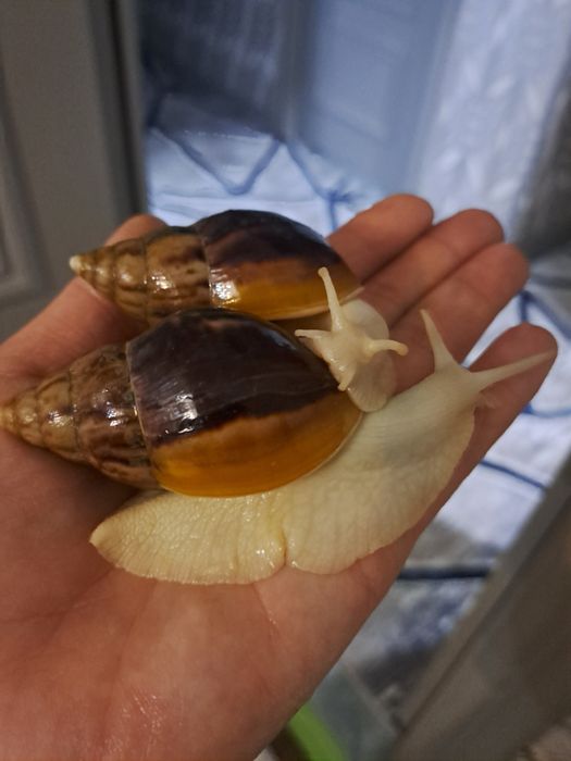 Улитка ахатин. Арзон нархларда