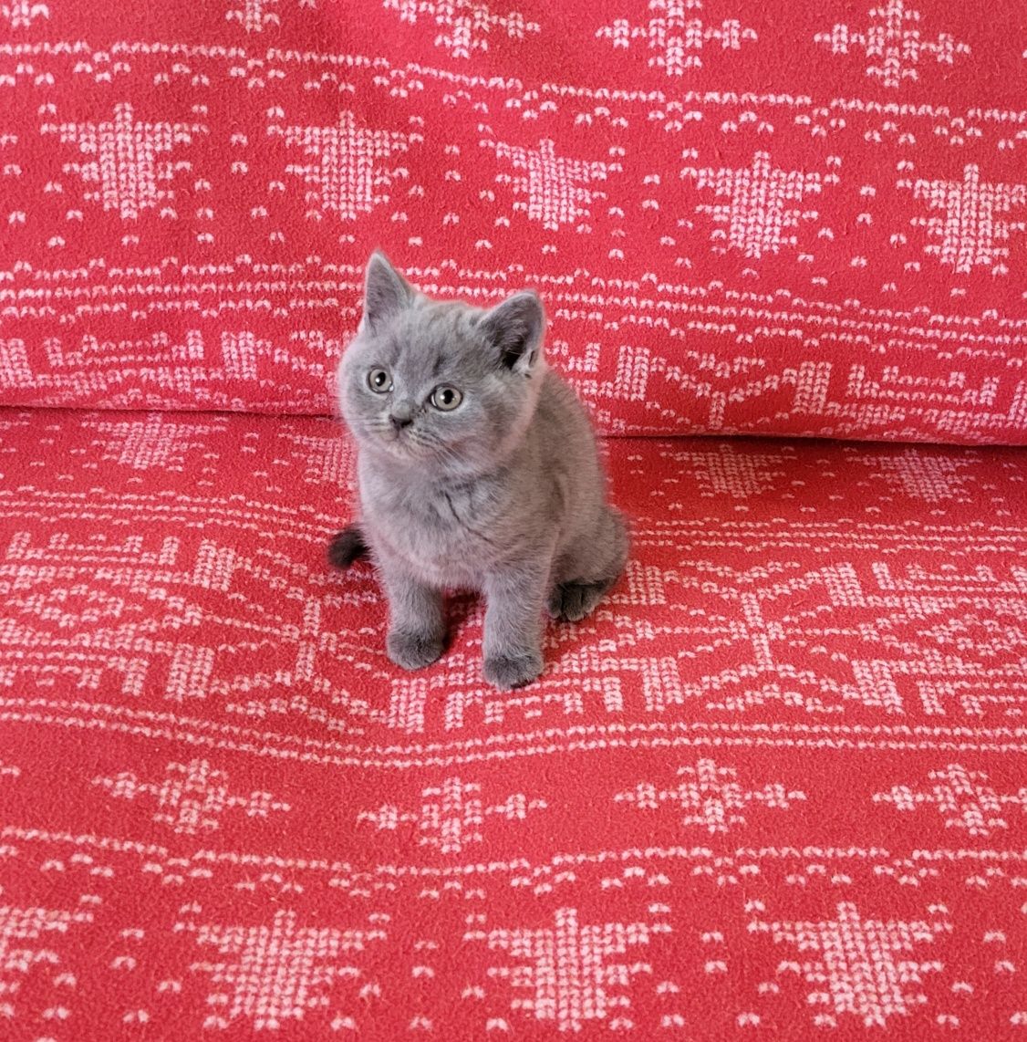 British shorthair blue