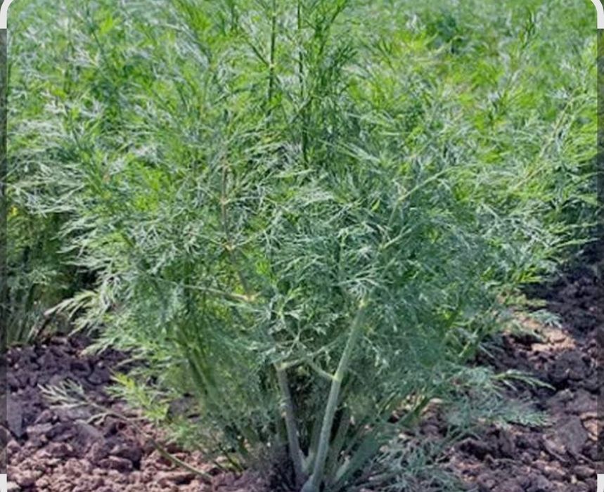 Продам черную редьку