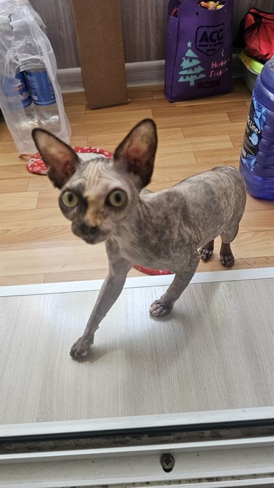 Продам сфинкса девочка , 5 месяцев .  К лотку приучина. Домик, лоток в