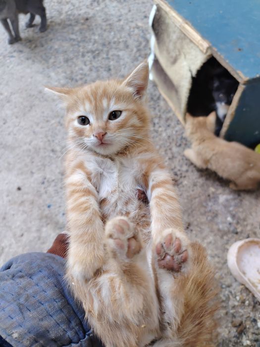 Котята мушуклар бир ойлик соглом