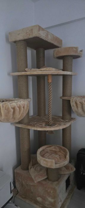 Ansamblu joaca pisici