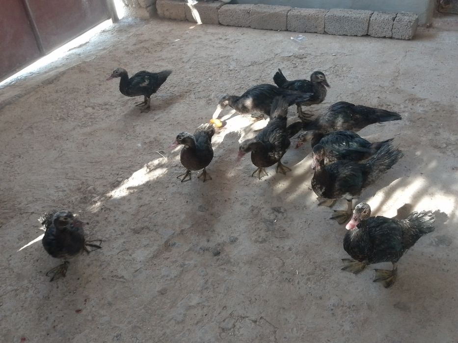 indautkalar jami 10 ta