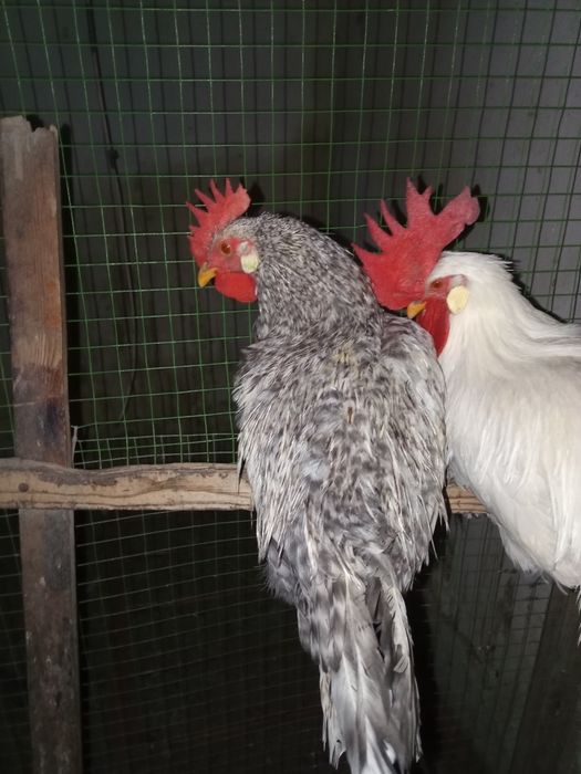 Петухи породы Борковская Барвистая . Легорн
