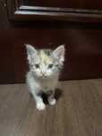 отдадим котят в хорошие руки!