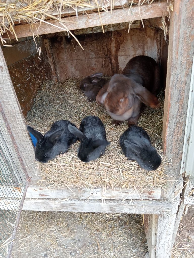 Vând Iepurași rasa berbec german, uriaș german, cap de leu