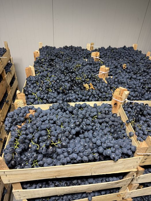 Struguri de masa- Moldova