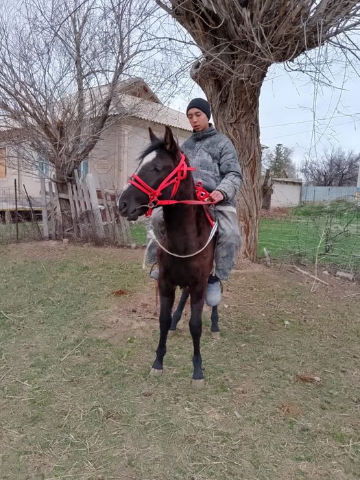 Тайдан Кунан шыгар еркек тай сатылада аяк сау денсауылыгын мыкты