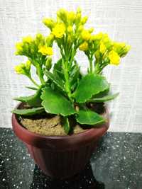 Комнатный цветок "Каланхоэ" желтый