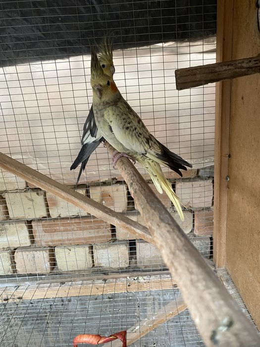 Karella papugay par sotiladi donasi 150 mindan