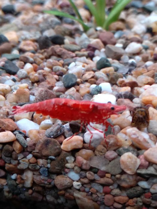 Аквариумные креветки Вишни