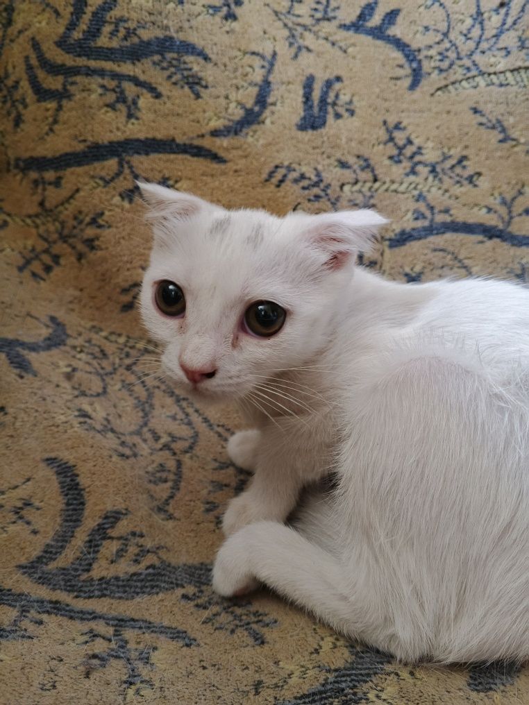 Котята скотишь фолд, 2 месяца, кушают любую еду, к лотку приучены.