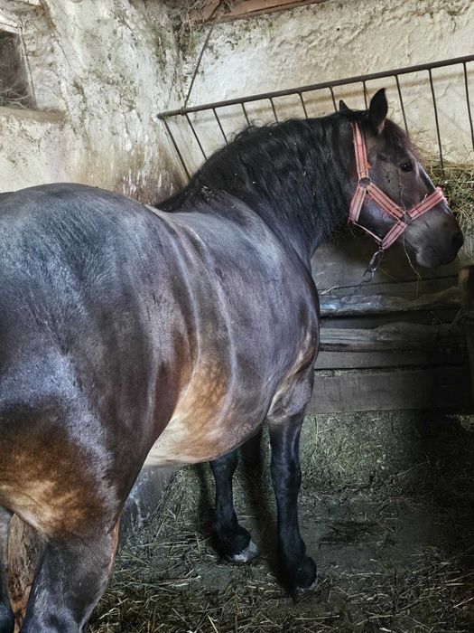 De vânzare două iepe