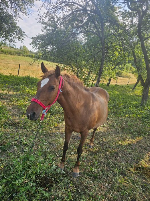 Vand iapa. Mai multe detali la telefon.