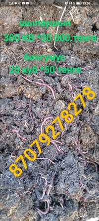 удобрения биогумс червы шылаушын