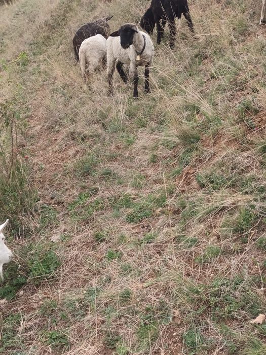 Vind trei mieluțe metis sufolk