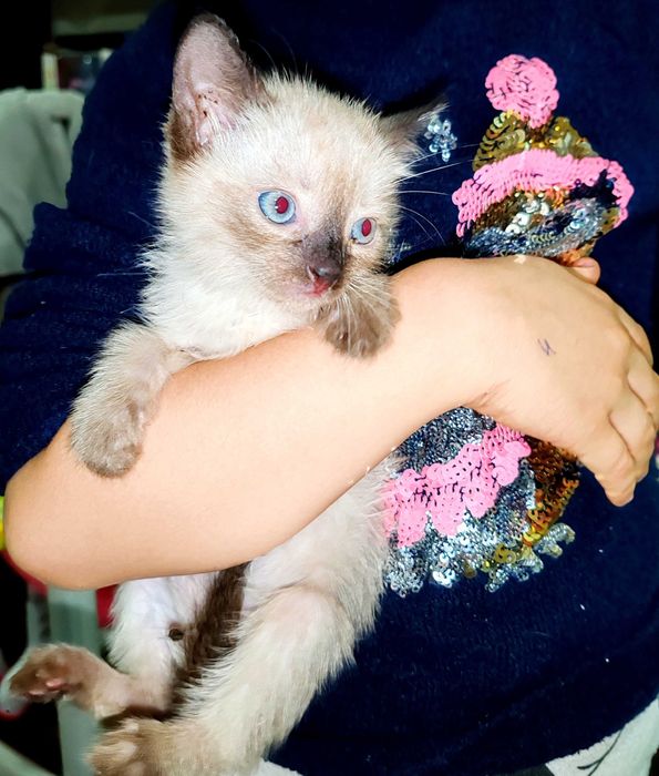 Котята сиамские и тайский