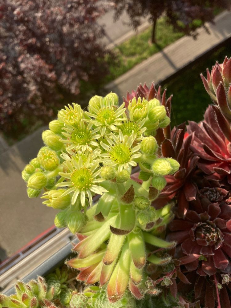 Sempervivum - suculente de exterior