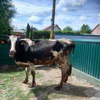 Vind vaca Holstein, 4ani