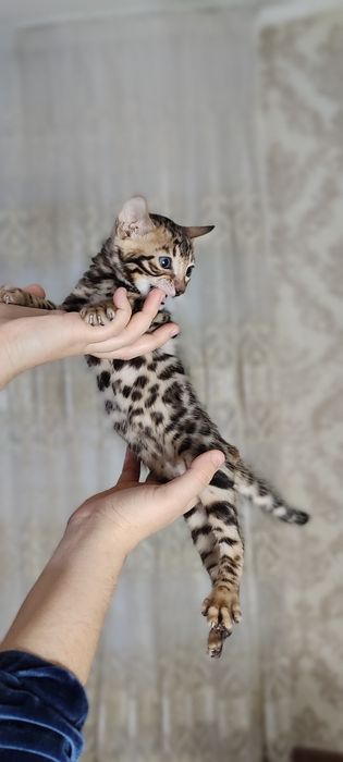 Тоза кон бенгал боласи сотилади