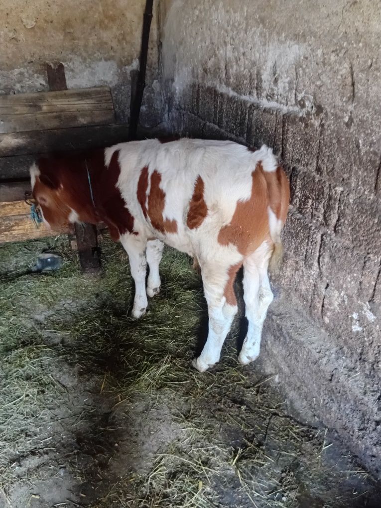 Vand 5 vitei si o vaca