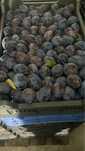 Prune Stanley pentru silvoita/compot/gem/tuica