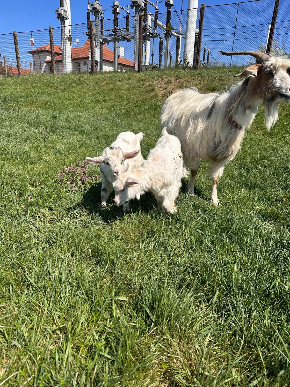 Vând 2 Ieduțe/ Căprițe / sămânță buna de lapte .