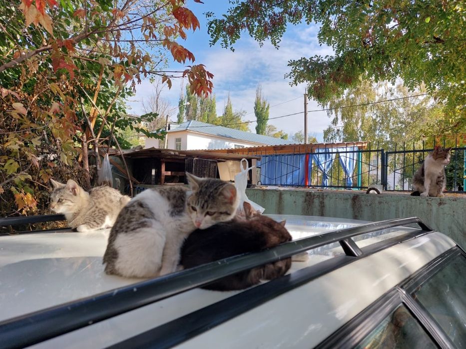 Котята выброшены на произвол судьбы. Ищем дом