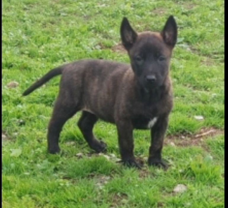 Малки белгийски/холандски овчарки