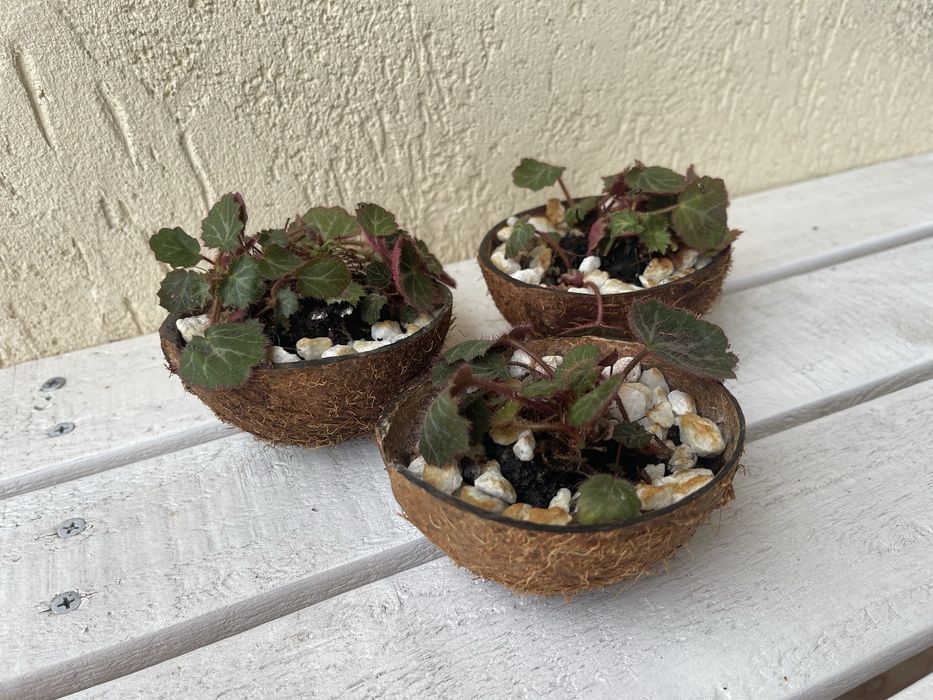 Strawberry Begonia (Saxifraga stolonifera)