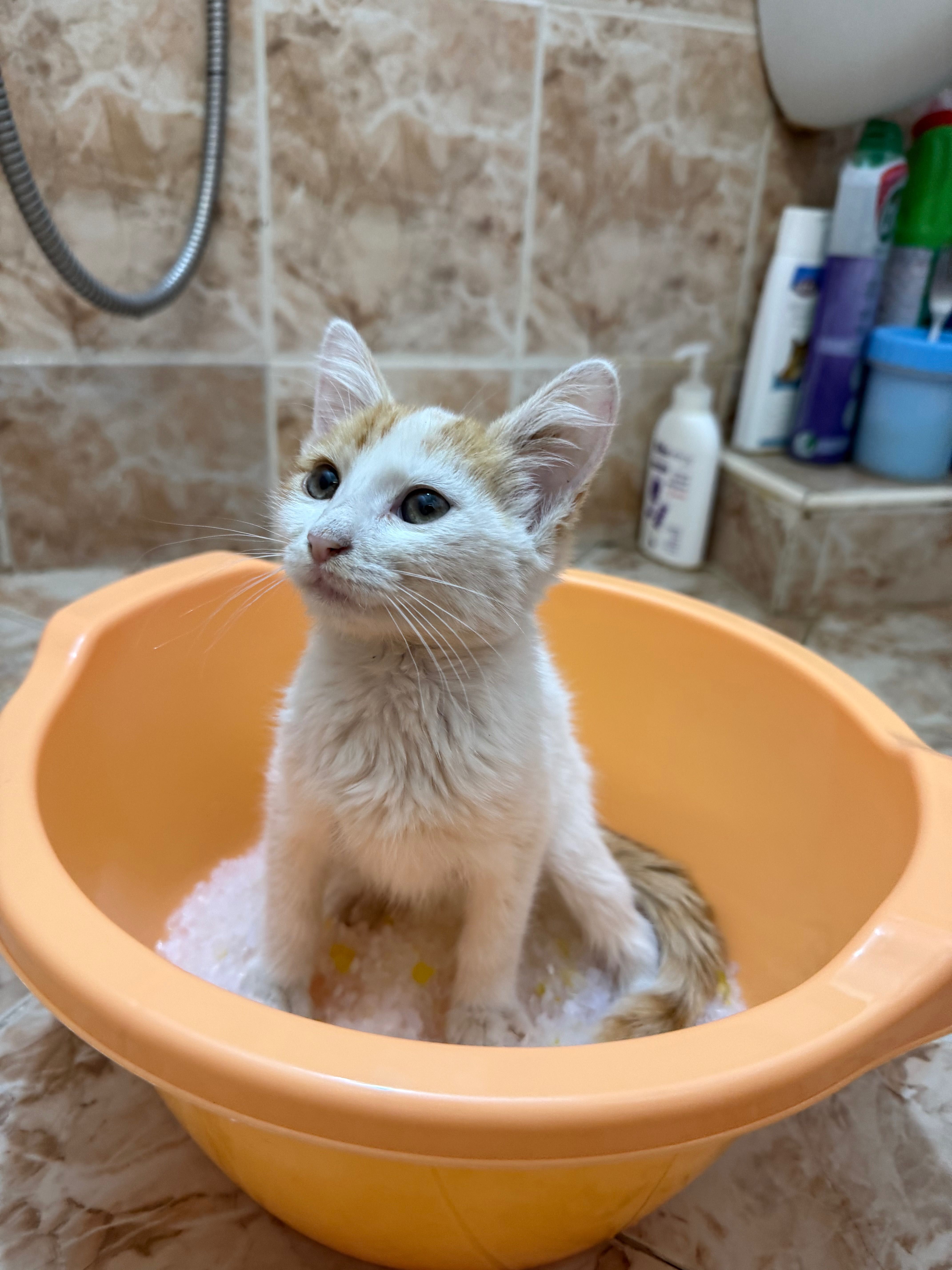 Спешно подарявам котка