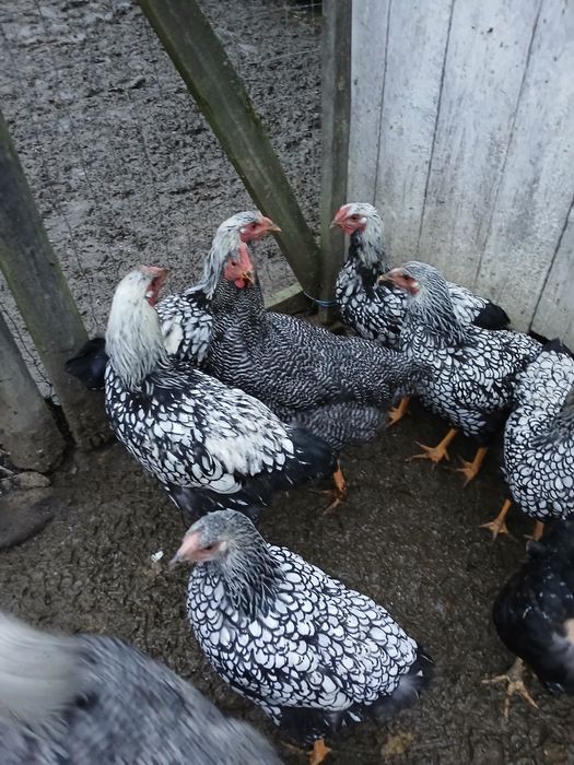 Găini de rasa de vanzare