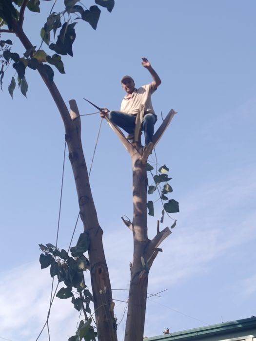 Бензапила арралаш.дарахит  касиш  ва арралаш