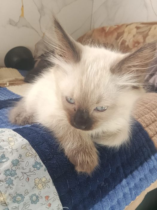 Отдам котят в хорошие руки.