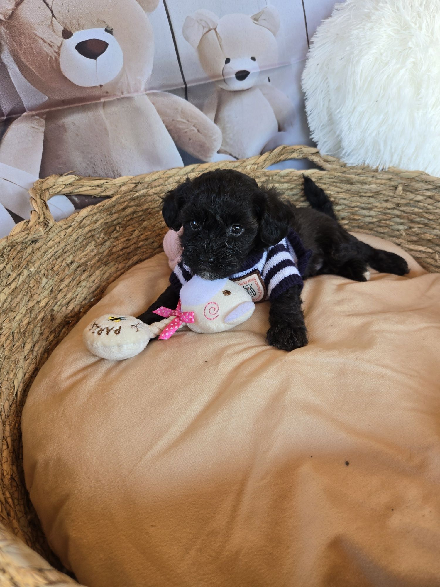 Пудел той Poodle toy Малтипу Maltipoo