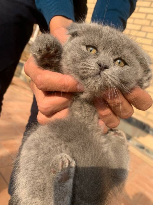 Котятя британки оба девочки