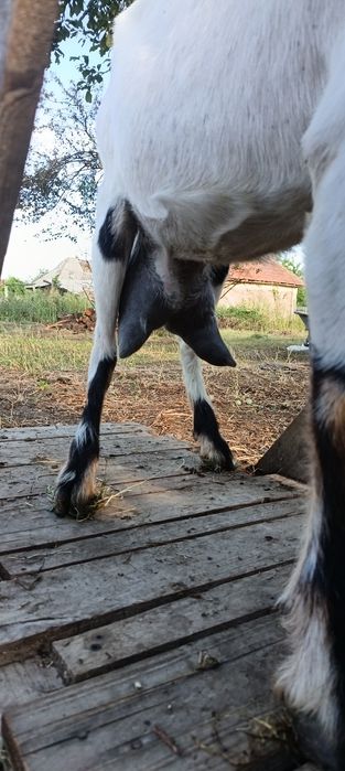 Vând capre bune de lapte