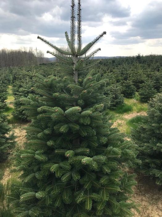 Brazi pentru sarbatori taiați si la ghiveci