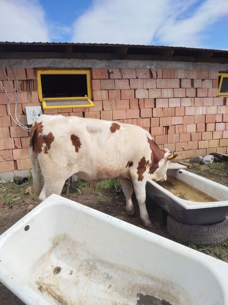 Vaca cu vitel de 7 luni