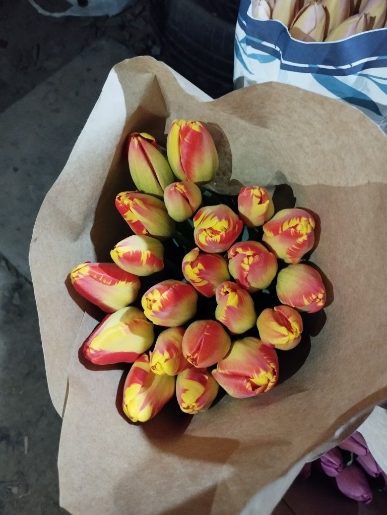 Optim Lola zakaz olamiz