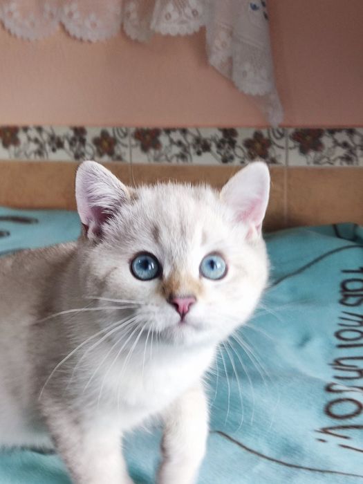 British shorthair Black golden ticked  point.