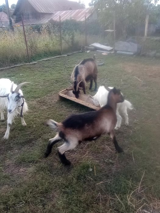 Capre și ieduțe . Caprele încă se mulg