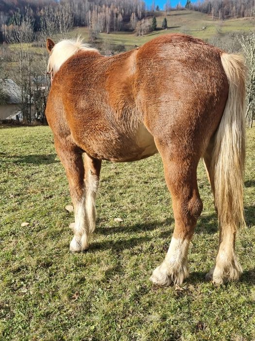 Manza de 2 ani jumătate