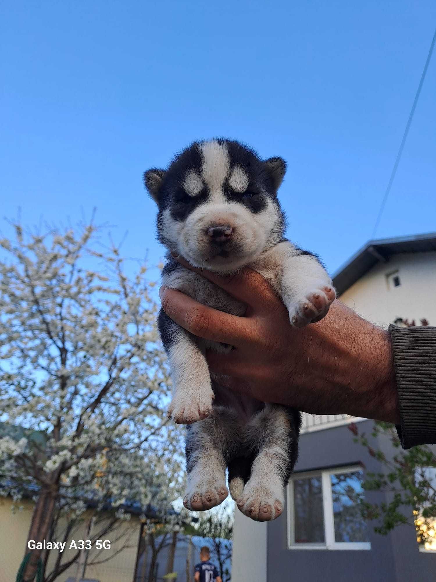 Husky siberian baby