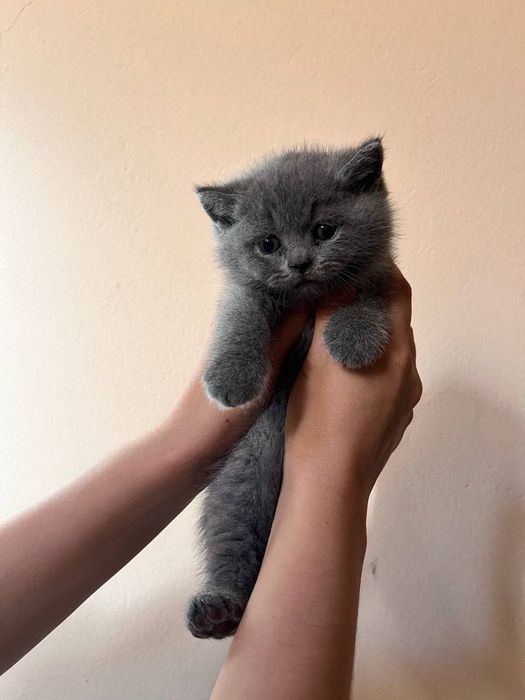 Chiroyli mushukcha parodali ug'il bola uyinqaroq