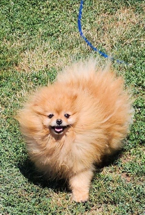 Женски мини померан чисто бяла