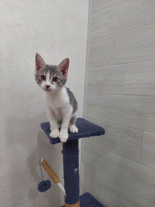 Котенок мальчик 2 месяца Ташкент