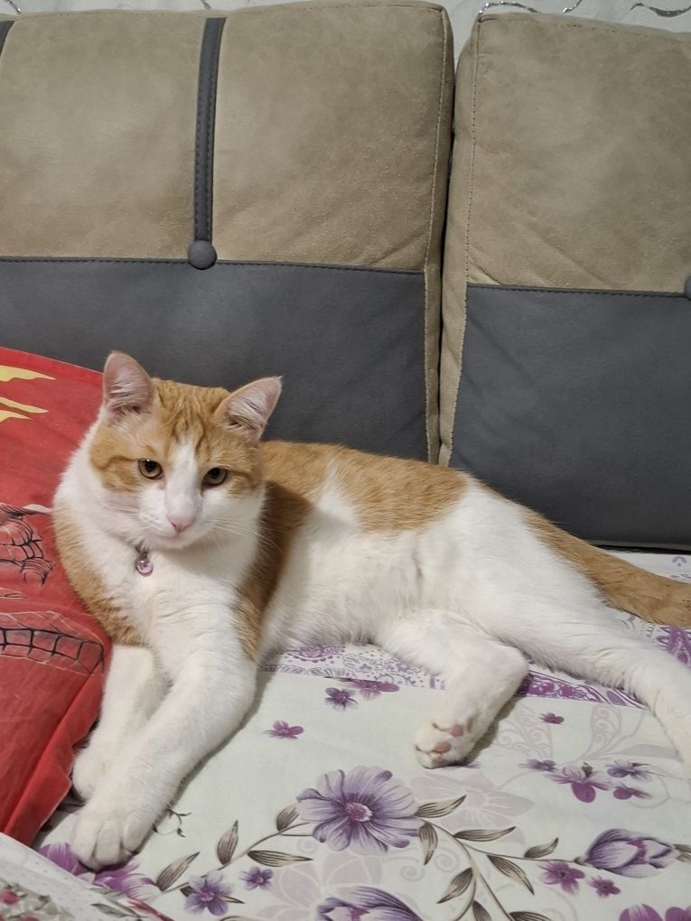 кот,  1 год, зовут персик,