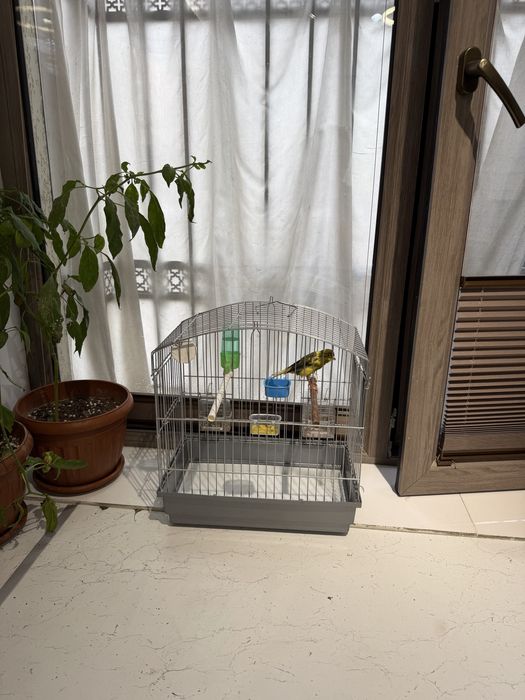 Kanareyka Nar sotiladi